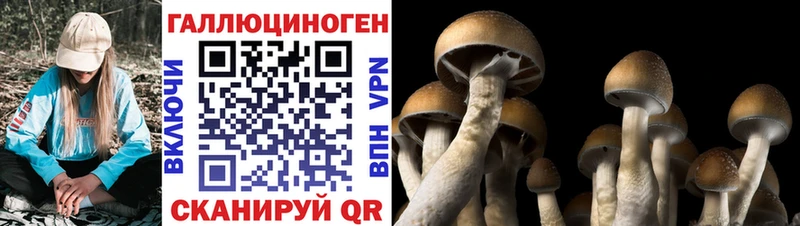 Галлюциногенные грибы Psilocybine cubensis  Лиски 